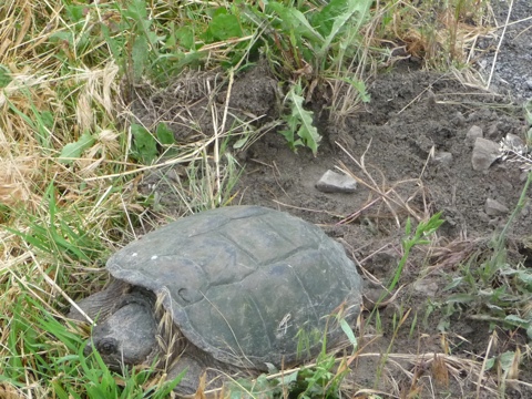 20110613-111450.jpg