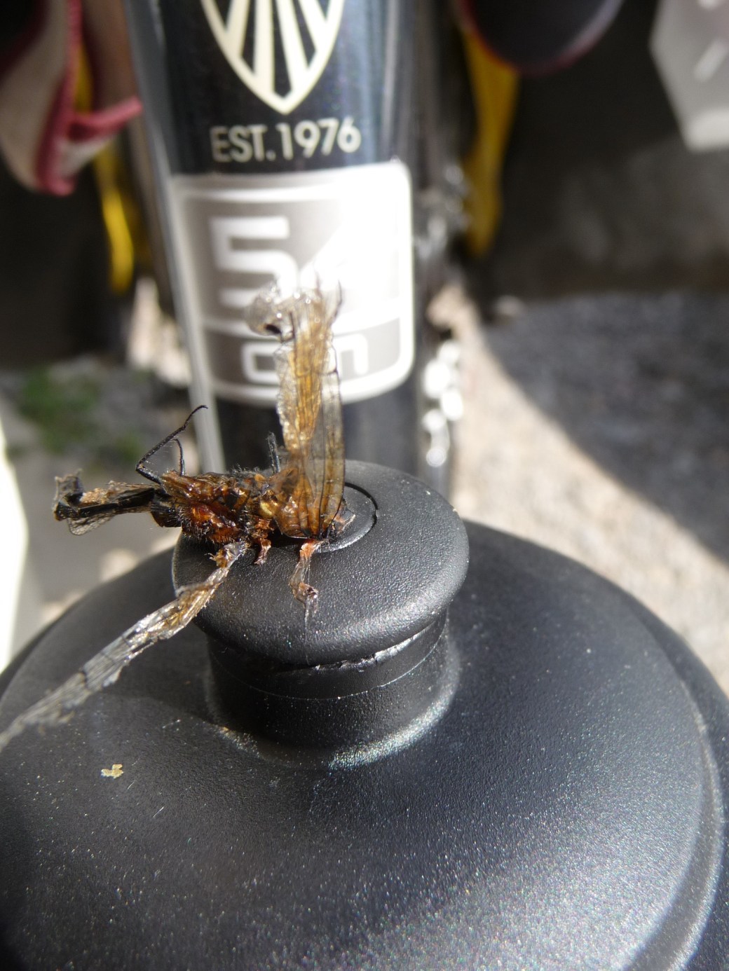20110628-202942.jpg