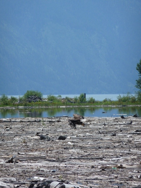 20110717-200157.jpg