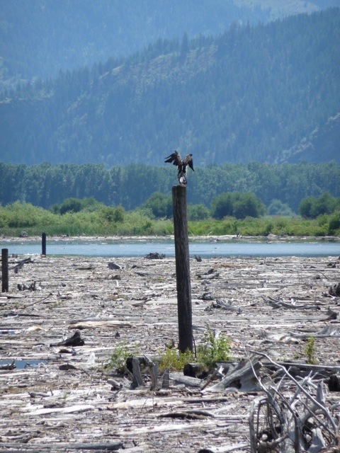 20110717-200214.jpg