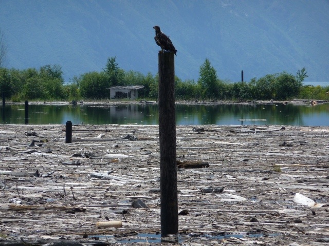 20110717-200230.jpg